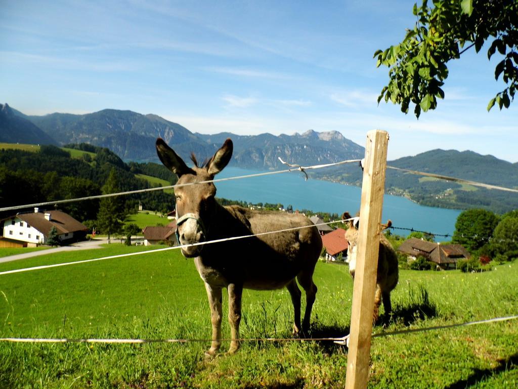 Biohof Schwanser Steinbach am Attersee Exterior photo